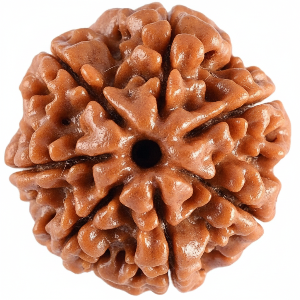 7 Mukhi Rudraksha